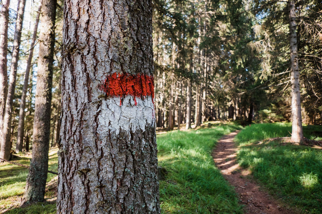 TREES GROWING IN PARK DURING AUTUMN