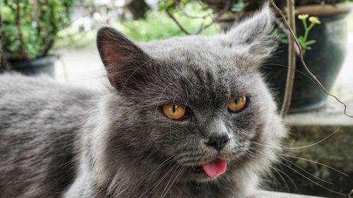 Close-up portrait of cat