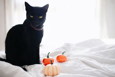 Black cat looking away while sitting on bed at home