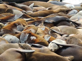 High angle view of sea lions sleeping