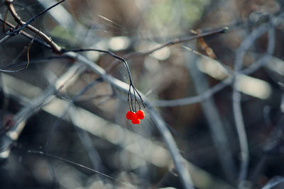 Close up of red chainlink fence