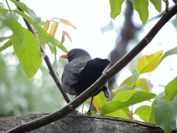 Low angle view of bird perching on tree
