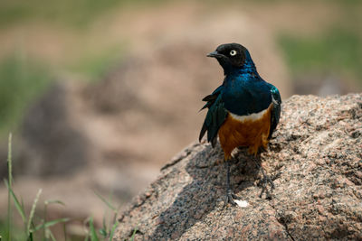 Bird perching on branch