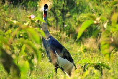 Grey crowned crane on grassy field