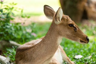 Close-up of deer