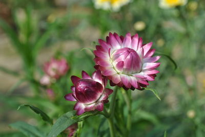 Close-up of pink flower on field