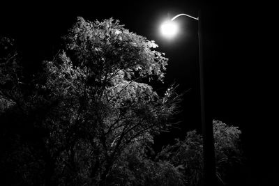 Low angle view of illuminated tree against sky at night