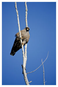 Low angle view of bird perching on tree against blue sky