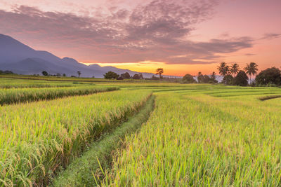 Scenic view of agricultural field against sky during sunset