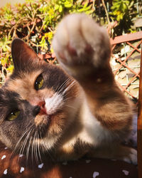 Close-up portrait of a cat