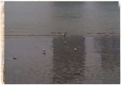 View of swan swimming in lake
