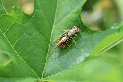 Close-up of insect on leaf against blurred background