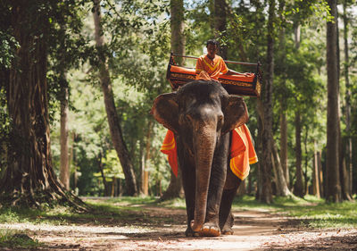 View of elephant in forest