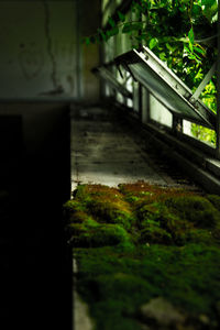 Plants growing on wall