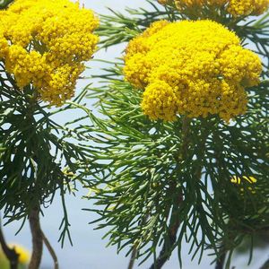 Low angle view of yellow flowers