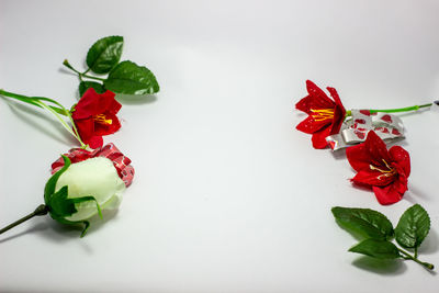 Close-up of red roses against white background