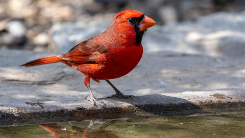 Close-up of bird