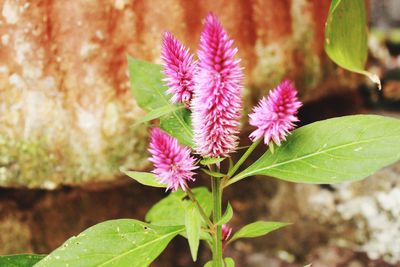 Close-up of pink flowering plant