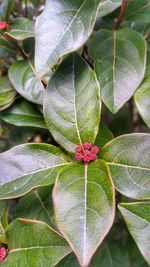 Close-up of plant