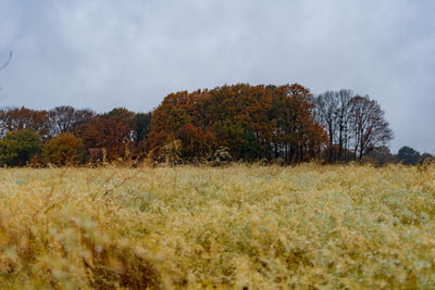 Trees on field against sky during autumn