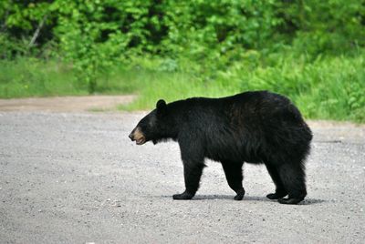 Side view of black dog walking on road