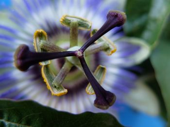 Close-up of butterfly on flower