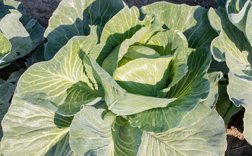 High angle view of fresh green leaves