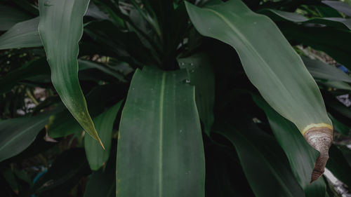 Close-up of wet leaves