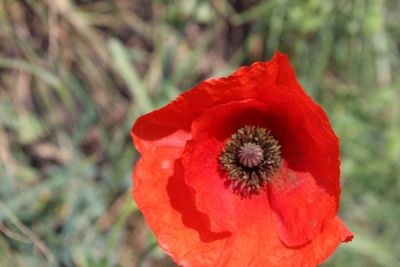 Close-up of red poppy flower