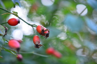 Close-up of red berries growing on tree