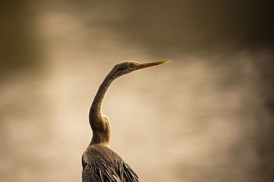 Close-up of a bird