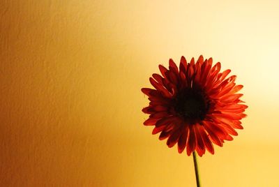 Close-up of red flowers