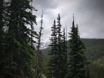 Low angle view of trees in forest against sky