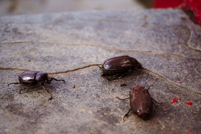 Close-up of insect