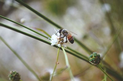 Close-up of insect on flower