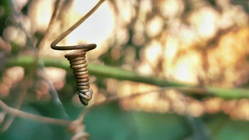 Close-up of lizard on plant