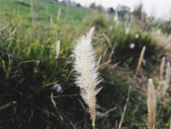 Close-up of plant on field