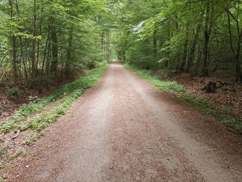 Dirt road along trees in forest