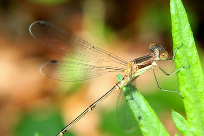 Close-up of dragonfly