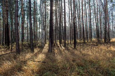 Trees growing in forest