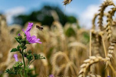 Close-up of bee pollinating on purple flower