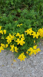 Close-up of yellow flowers blooming on field