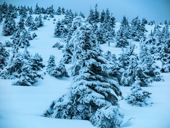 Snow covered pine trees in forest during winter