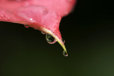 Small drop on a flower