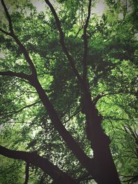 Low angle view of trees in forest