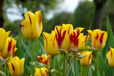 Close-up of yellow tulips on field