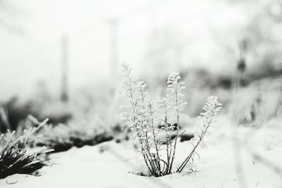 Close-up of snow covered field