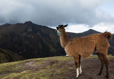 Horse standing on a land