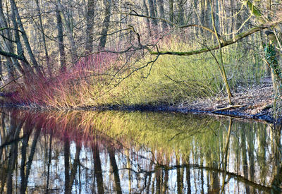 Scenic view of lake in forest