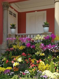 Potted plants against building